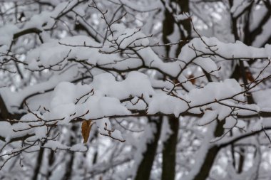 Soğuk bir kış gününde, çıplak bir ağaç dalında beyaz kar, yakın. Doğal arka plan. Seçici botanik geçmişi. Yüksek kalite fotoğraf.
