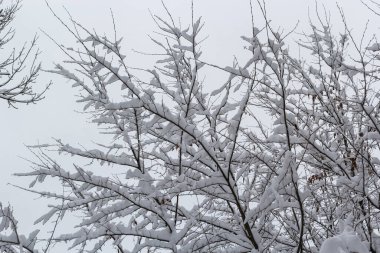 Soğuk bir kış gününde, çıplak bir ağaç dalında beyaz kar, yakın. Doğal arka plan. Seçici botanik geçmişi. Yüksek kalite fotoğraf.