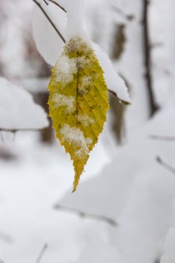 Hornbeam tree leaves covered with snow. Fresh big snow on the branches of a hornbeam tree.