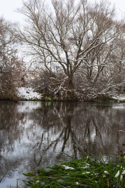 winter river, trees in the snow, view of the snow-covered forest.