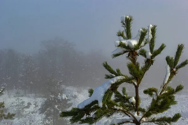 Pine in the snow. Pine branches in the snow. Snow-covered pine branches. Winter in the forest.