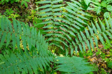 Fern, sporlarla üreyen ve ne tohumu ne de çiçeği olan bir damar bitkisi grubunun üyesidir. İlaç fabrikası..