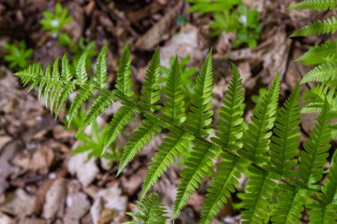 Fern, sporlarla üreyen ve ne tohumu ne de çiçeği olan bir damar bitkisi grubunun üyesidir. İlaç fabrikası..