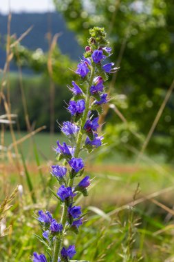 Echium vulgare. Güzel kır çiçekleri. Mavi çiçekler, yaz çiçekleri. Yakın plan. bokeh. Güzel doğa. Güneşli havada çiçek açan çayır..
