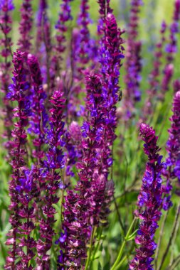Salvia Nemorosa Caradonna Balkan Clary 'nin Köy Bahçesi' nde romantik bir kır tarzında geçmişi veya dokusu.