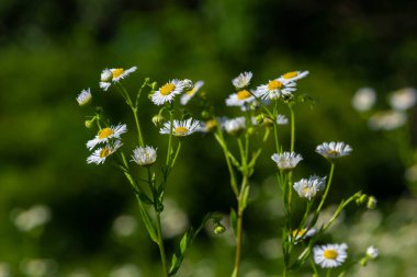 Annual fleabane Erigeron annuus, Daisy fleabane Eastern daisy fleabane herbaceous plant with closed flower buds and open blooming flowers consisting of bright white petals growing from yellow.