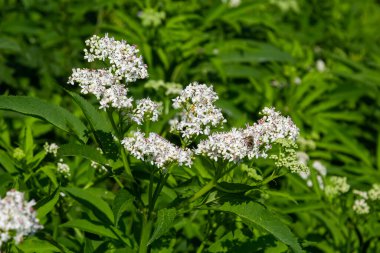 In the wild, elderberry herbaceous Sambucus ebulus blooms in summer.