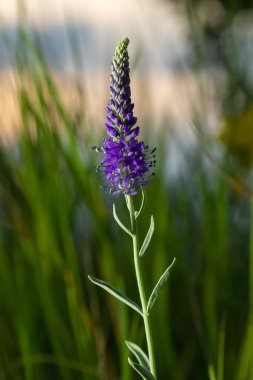 Çivili Speedwell Mavi Cüce - Latince adı Veronica Spicata Ulster Mavi Cüce.