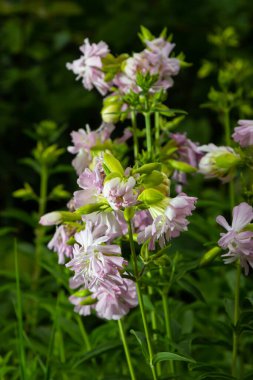 Saponaria officinalis white flowers in summer garden. Common soapwort, bouncing-bet, crow soap, wild sweet William plant.