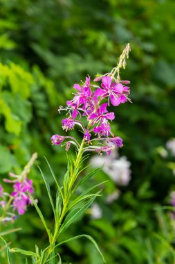 Ivan chai, Chamaenerion angustifolium, fireweed, Great willowhere, Rosebay willowhere, daimi otçul bitki ailesi Onagraceae, süs ve tıbbi bitki.