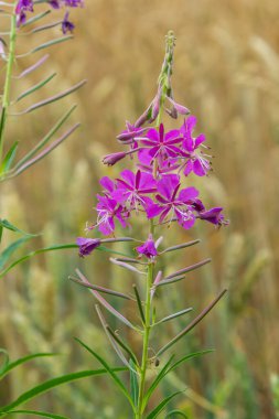 Ivan chai, Chamaenerion angustifolium, fireweed, Great willowhere, Rosebay willowhere, daimi otçul bitki ailesi Onagraceae, süs ve tıbbi bitki.