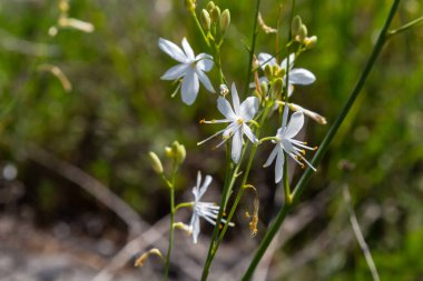 Anthericum ramosum, known as branched St Bernard's-lily, white flower, herbaceous perennial plant, blurred dark green background, selective focus.
