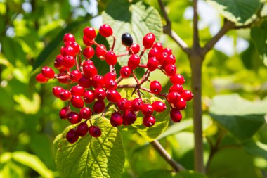 The fruit Viburnum lantana. Is an green at first, turning red, then finally black, wayfarer or wayfaring tree is a species of Viburnum.