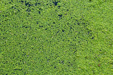 Yeşil küçük ördek otu dokusu. Küçük yeşil yapraklar göletin yüzeyinde yüzer..
