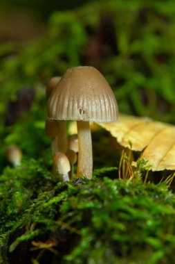 Kümelenmiş Bonnet Mycena eğimli bir kütüğün üzerinde büyüyor..