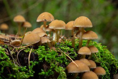 Bir ağaç kütüğünde mantar grubu Kuehneromyces mutabilis.