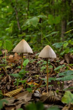 Küçük kahverengi mantar Conocybe siliginea 'nın dikey yakın çekimi .