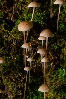 Ormanda beyaz mantarlar, Mycena piringa mantarları.