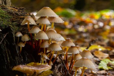 Yosun üzerinde büyüyen sihirli mantarlar. Büyük ihtimalle Mycena galericulata.