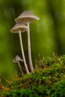 Mantar micena galopus ormandaki yeşil yosunlarda yetişir..