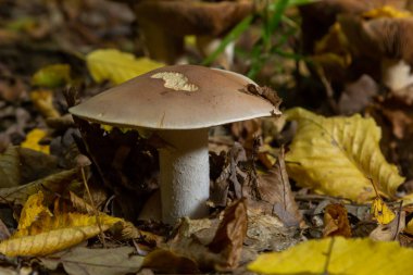 Edible mushroom Clitocybe nebularis in the beech forest. Known as Lepista nebularis, clouded agaric or cloud funnel. Wild mushrooms in the leaves. Autumn time in the forest.