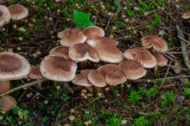 Tricholoma imbricatum, Matt knight mushroom in the autumn forest.