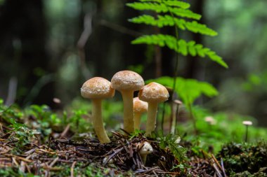 Armillaria mellea, yaygın olarak bal mantarı olarak bilinir - yakın plan Armillaria cinsinde bir bazidiomycete mantarı..