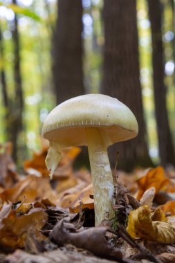 Amanita Citrina 'ya yakın çekim, sahte ölüm şapkası veya Citron Amanita .