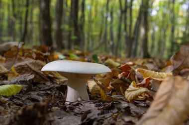 Edible mushroom Clitocybe nebularis in the beech forest. Known as Lepista nebularis, clouded agaric or cloud funnel. Wild mushrooms in the leaves. Autumn time in the forest.