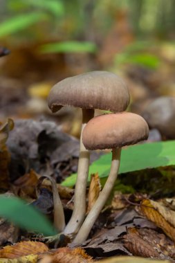 Close up of some psathyrellaceae or brittle stems a family of fungi on some green moss.