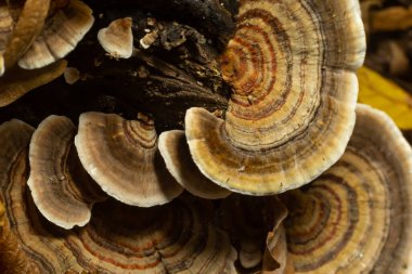 trametes versicolor, olarak da bilinen coriolus versicolor ve polyporus versicolor mantar.