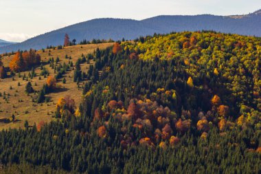 Karpat Dağları, Ukrayna 'da kırsal çayırları olan güzel bir manzara..