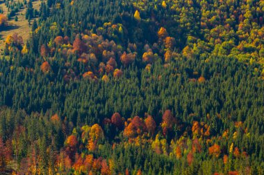 Karpat Dağları, Ukrayna 'da sonbahar ormanı. Arka planda sonbahar yaprakları. Sonbahar ormanında yapraklar.