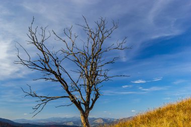 Güzel bir sonbahar akşamı dağı ve dağlık Karpatlar 'da kuru bir ağaç gövdesi. Ukrayna.
