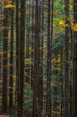 Güzel sonbahar kayın ormanı. Ukrayna 'daki Karpatlar. Dovbush kayaları.