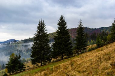 Dağlarda sis olan sonbahar manzarası. Tepelerdeki firavun ormanı. Karpatlar, Ukrayna, Avrupa. Yüksek kalite fotoğraf.