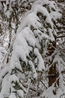 Karla kaplı köknar dalları. Kışın karla kaplı köknar dalları. Şimdi ladin üzerinde uzanıyor..