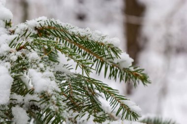 Karla kaplı köknar dalları. Kışın karla kaplı köknar dalları. Şimdi ladin üzerinde uzanıyor..