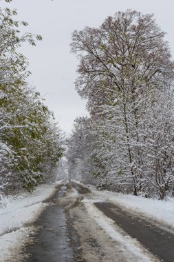 A country road through the forest, a wet road with snow falling from the trees.