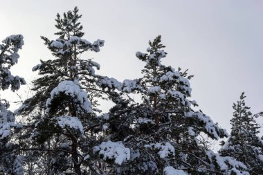 Landscape of a winter snowy forest. Pines, spruces, larches, conifers, deciduous trees in the snow make up the horizon, a white meadow, a ravine covered with shrubs, a temperate zone.
