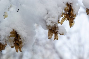 Dry leaves and seeds on hornbeam branches during winter snowfall.