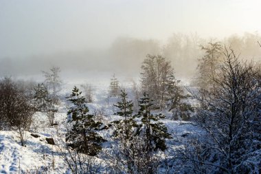 Kış karlı, buz gibi bir manzara. Orman karla kaplı. Parkta buz ve sis.