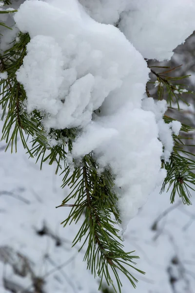Pine in the snow. Pine branches in the snow. Snow-covered pine branches. Winter in the forest.