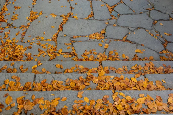 Close up of cracked sidewalk covered with plane tree leaves and rain in autumn.