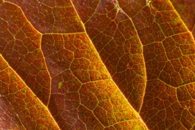 Sonbahar Yeşilliği 'nin Macro fotoğrafı. Kırmızı Yaprak dokusu yakın. Mevsimsel kullanım için mükemmel.