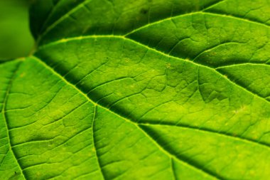 Arkaplan için soyut yeşil yaprak dokusu. Doğal çevre, ekolojik kavram.