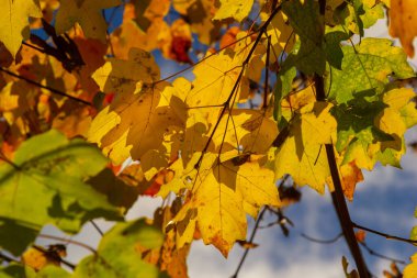 Sonbaharda dalda çok renkli kayın yaprakları güneşli bir günde mavi gökyüzüne karşı..