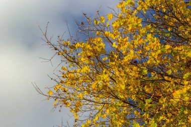 Sarı yapraklar sonbaharda ağaçlar mavi gökyüzü.