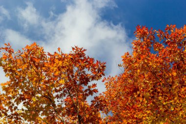 Sarı yapraklar sonbaharda ağaçlar mavi gökyüzü.