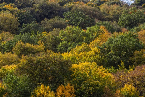 top view autumn forest texture colorful leaves. Leafy autumn forest on the hills.